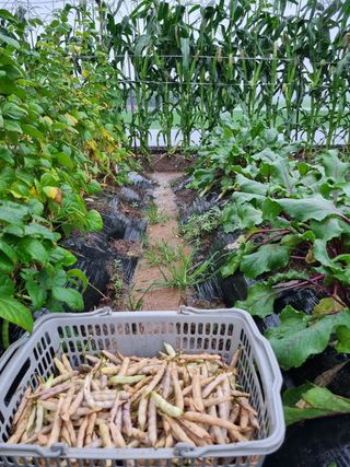 김 기 동님의 벼 · 영농일지 작성글 사진