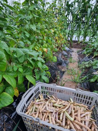 김 기 동님의 벼 · 영농일지 작성글 사진