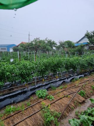 김 기 동님의 벼 · 영농일지 작성글 사진