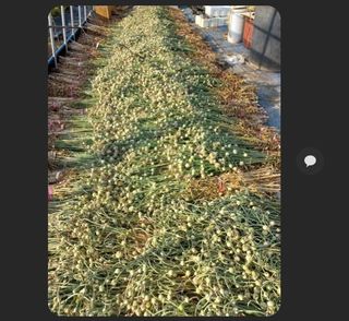 조성국님의 마늘 · 품종•종자 작성글 사진