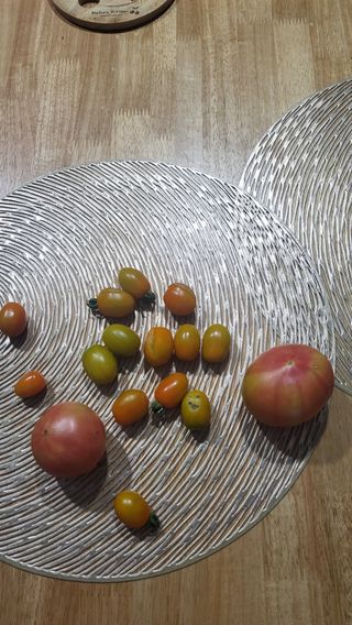 짱순이연속8월출석왕님의 토마토 · 생장기 농작업 작성글 사진