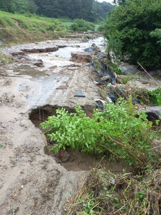 이성수님의 콩 · 자유게시판 작성글 사진