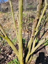 팜모닝 기타작물·병해충상담 게시글 이미지