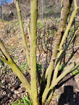 진성체리님의 기타작물 · 병해충상담 작성글 사진