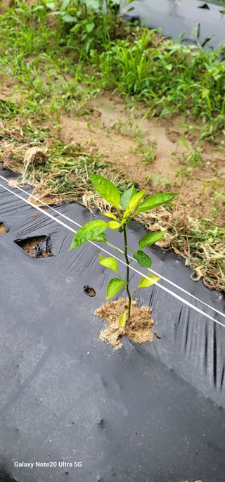 이준협님의 장마 대비 어떻게 하셨나요? · 참여 작성글 사진