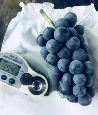 농업회사법인무지개주식회사님의 포도 · 자유게시판 작성글 사진