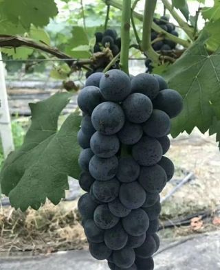 농업회사법인무지개주식회사님의 포도 · 자유게시판 작성글 사진