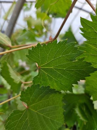 농업회사법인무지개주식회사님의 포도 · 자유게시판 작성글 사진