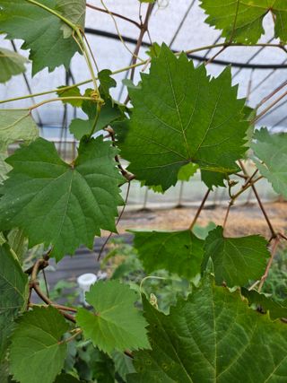 농업회사법인무지개주식회사님의 포도 · 자유게시판 작성글 사진