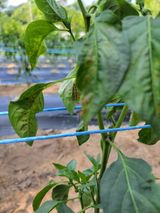 팜모닝 옥수수·자유게시판 게시글 이미지