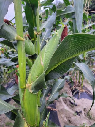 고추15010님의 옥수수 · 자유게시판 작성글 사진