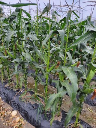 고추15010님의 옥수수 · 자유게시판 작성글 사진