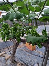 팜모닝 포도·자유게시판 게시글 이미지