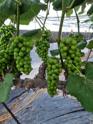 포도캠벨 메가불랙님의 포도 · 자유게시판 작성글 사진