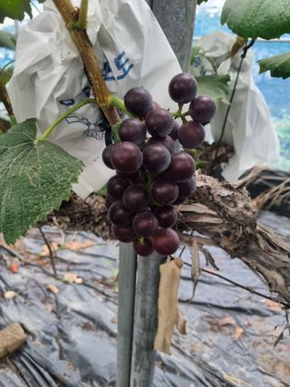 포도캠벨 메가불랙님의 포도 · 자유게시판 작성글 사진