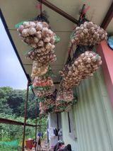 박정희 님의 마늘·수확 작성글 사진