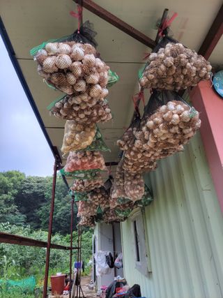 박정희 님의 마늘 · 수확 작성글 사진