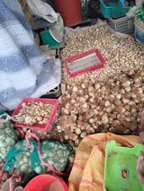 박정희 님의 마늘·수확 작성글 사진