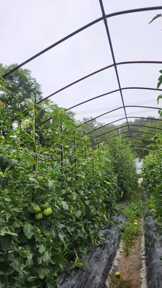 도시농부님의 토마토 · 영농일지 작성글 사진