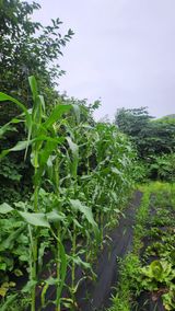 팜모닝 옥수수·영농일지 게시글 이미지