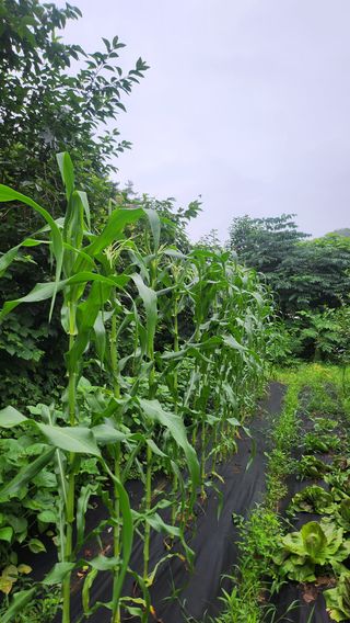 도시농부님의 옥수수 · 영농일지 작성글 사진
