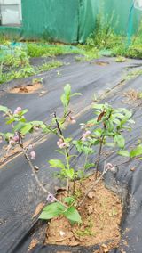 팜모닝 블루베리·영농일지 게시글 이미지