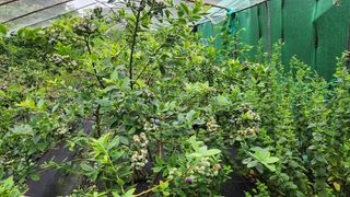 도시농부님의 블루베리 · 영농일지 작성글 사진