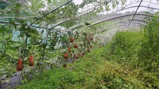 도시농부님의 기타작물 · 영농일지 작성글 사진