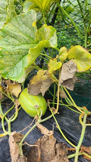 도시농부님의 기타작물 · 영농일지 작성글 사진