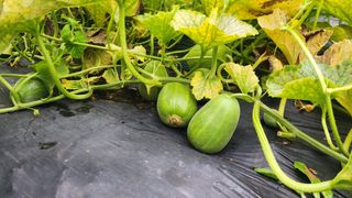 도시농부님의 기타작물 · 영농일지 작성글 사진