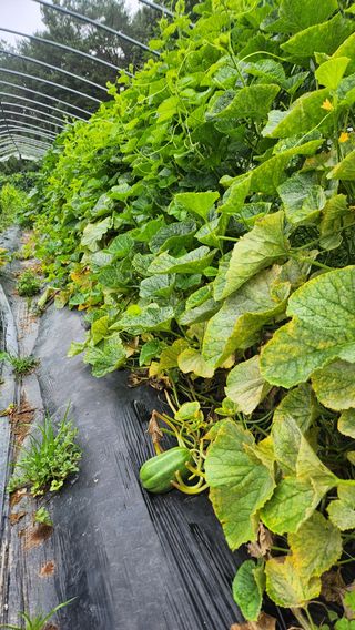 도시농부님의 기타작물 · 영농일지 작성글 사진