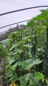 팜모닝 오이·영농일지 게시글 이미지