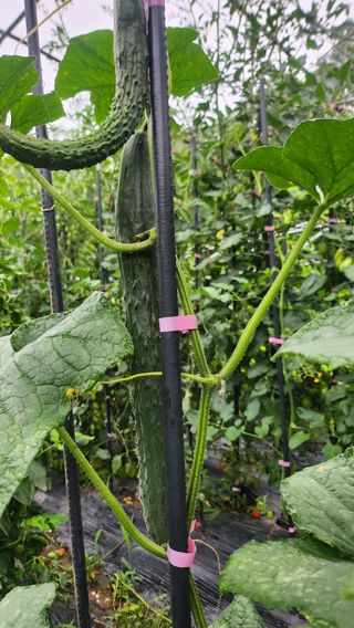 도시농부님의 오이 · 영농일지 작성글 사진