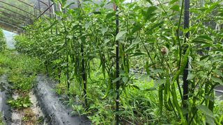 도시농부님의 고추 · 영농일지 작성글 사진