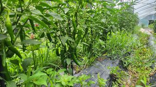 도시농부님의 고추 · 영농일지 작성글 사진