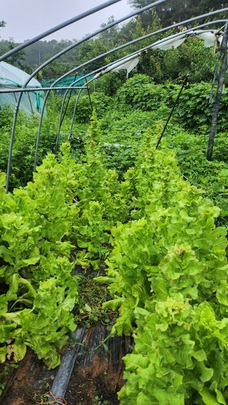 도시농부님의 상추 · 영농일지 작성글 사진