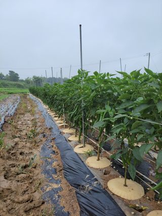 최경락님의 고추 · 비료•농약 작성글 사진