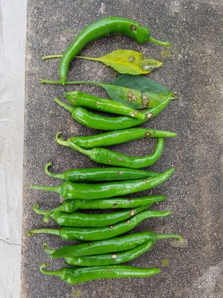 보람농장님의 고추 · 병해충상담 작성글 사진