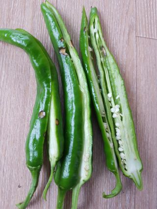 보람농장님의 고추 · 병해충상담 작성글 사진