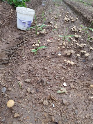 엉뚱한농사꾼임경섭님의 기타작물 · 자유게시판 작성글 사진