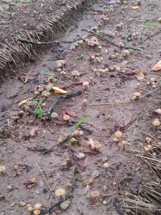 엉뚱한농사꾼임경섭님의 기타작물 · 자유게시판 작성글 사진