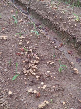 엉뚱한농사꾼임경섭님의 기타작물 · 자유게시판 작성글 사진