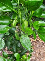 팜모닝 귤·병해충상담 게시글 이미지