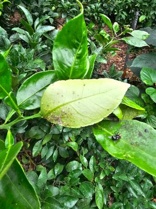 강중영님의 귤 · 병해충상담 작성글 사진