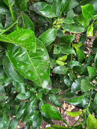 강중영님의 귤 · 병해충상담 작성글 사진