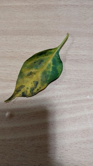 준삼이네작은농장님의 고추 · 병해충상담 작성글 사진