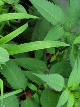 팜모닝 벼·자유게시판 게시글 이미지