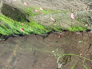 김정희님의 벼 · 자유게시판 작성글 사진