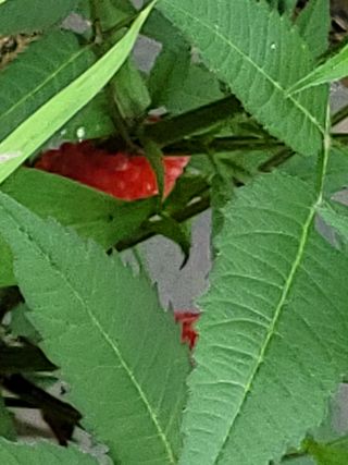 김정희님의 벼 · 자유게시판 작성글 사진