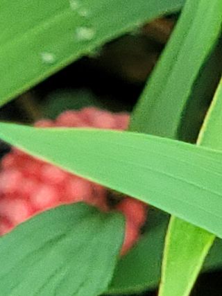 김정희님의 벼 · 자유게시판 작성글 사진